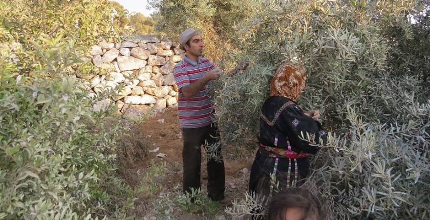 Olive harvest becomes a flashpoint as settler attacks rise in the West Bank